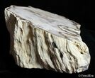 Petrified Wood Slab - McDermitt, Oregon ( / lbs) #2815-2